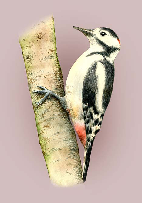 Osborne House, Isle of Wight . Visitors' Natural History Exhibition - Greater Spotted Woodpecker